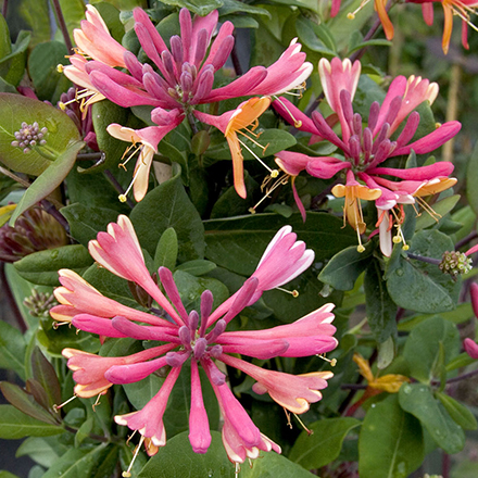 purple and pink goldflame honeysuckle flowers