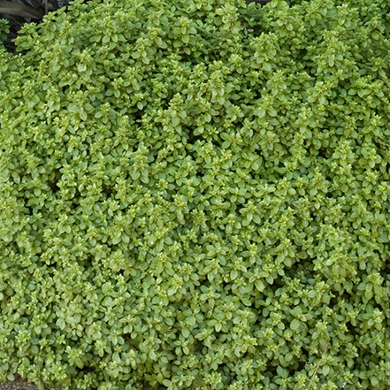 green foliage of golf ball pittosporum