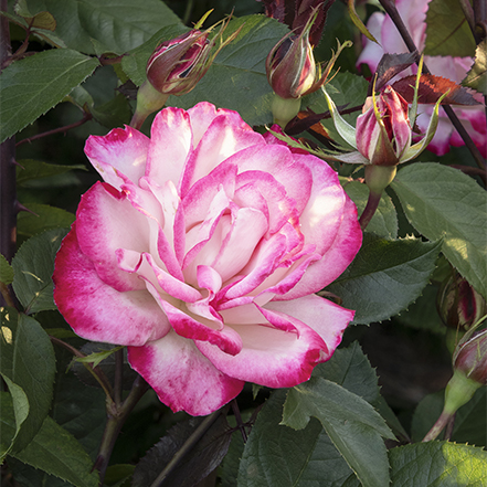 pink and white bicolor shrub rose flower