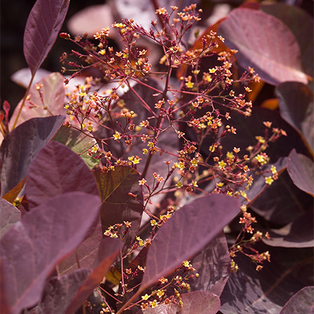 dark purple leaves of grace smoke tree turn red in fall