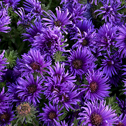 dark purple aster flowers