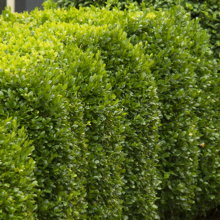 green leaves on green mountain boxwood