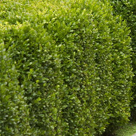 green boxwood shrubs pruned into a hedge