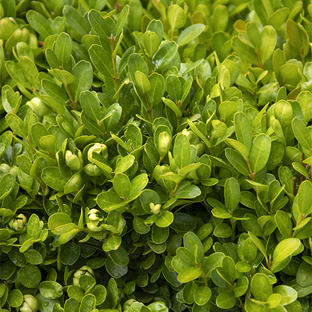 green foliage of green velvet boxwood