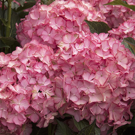 pink flowers of Seaside Serenade® Hamptons Reblooming Hydrangea