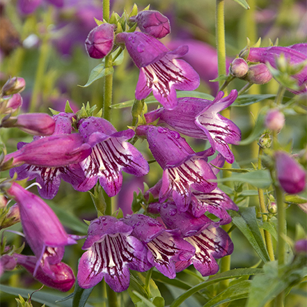 magenta purple penstemon flowers attract hummingbirds
