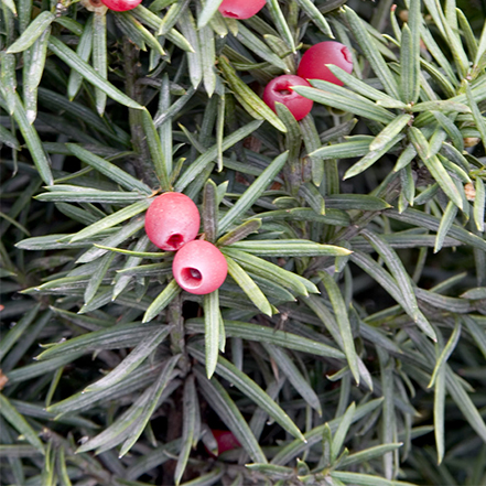 needle-like, green yew foliage with red berries