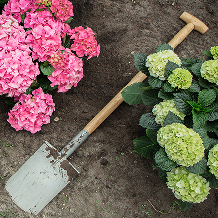 planting pink and white hydrangeas with shovel in the middle