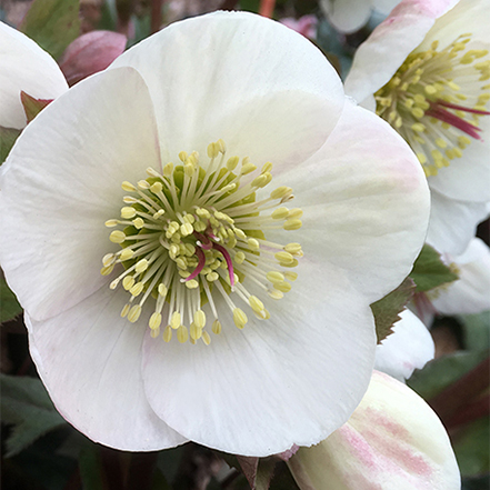 white hellebore flower