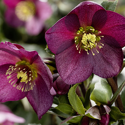 red hellebore flower with yellow eye at center