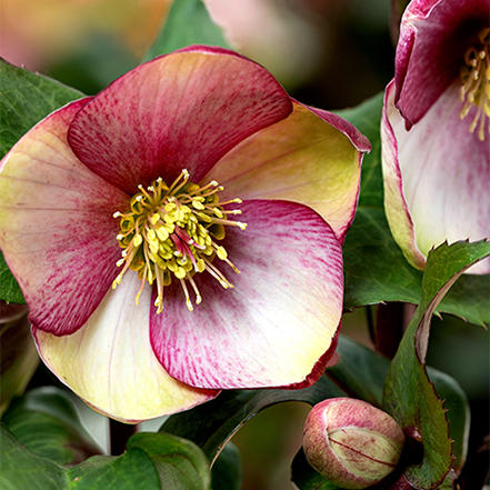 pink and white flower on rosado hellebore