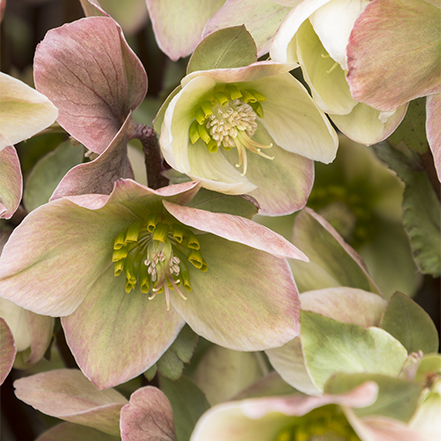 white and pink hellebore flowers