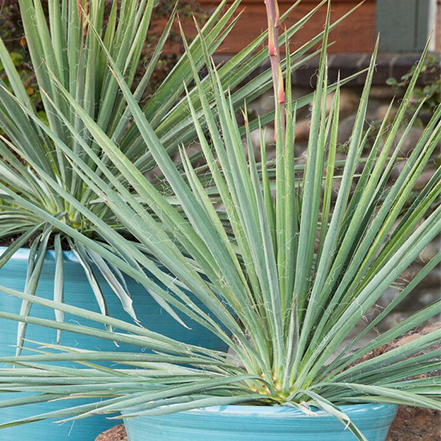 sword-like leaves of ivory tower yucca