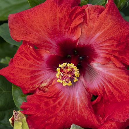 red jazzy jewel hiiscus blooms in late summer and early fall