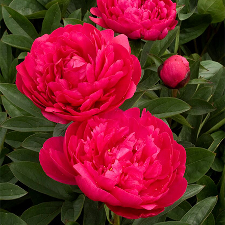 pink double peony flowers