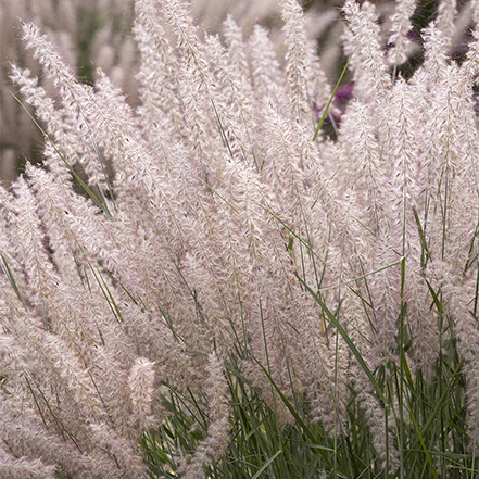 soft pink grass plumes on karley rose grass