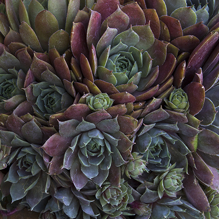 dark purple and green hens and chicks