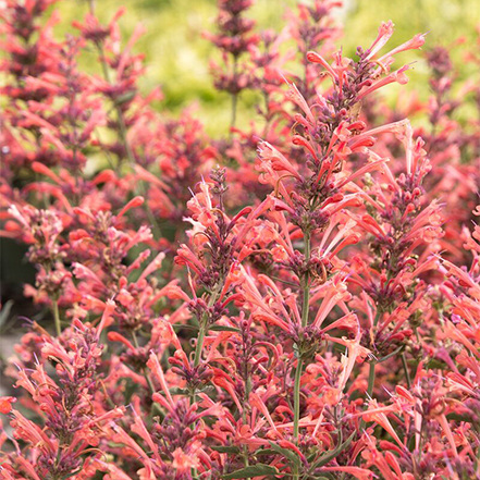 coral pink flower spikes on kudos coral agastache