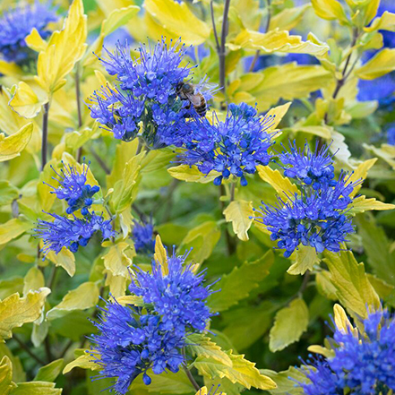 bee on blue flowers of la barbe bleue bluebeard
