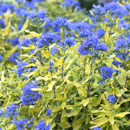 chartreuse leaves and blue flowers on la barbe blue bluebeard
