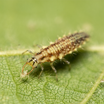 lacewing larvae eating aphid