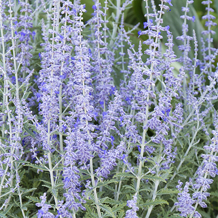 lacey blue russian sage