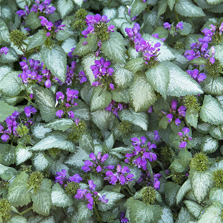 silvery white leaves with green edges and purple flowers on purple dragon dead nettle, which is a great groundcover for dry shade
