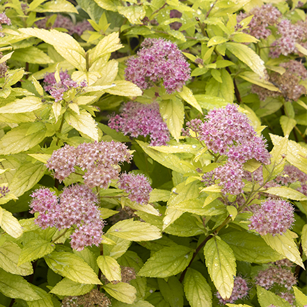 gold foliage and pink flowers on lil sizzle spirea