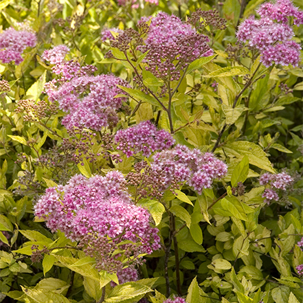 chartreuse leaves and pink flowers on limemound spirea