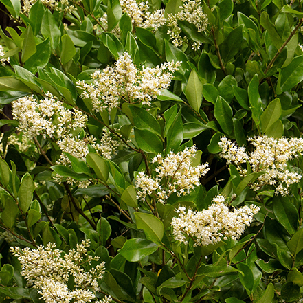 white flowers and green foliage on waxleaf privet