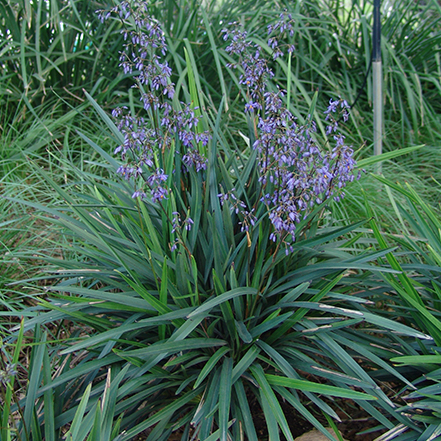 purple flowers and green grass-like foliage of flax lily