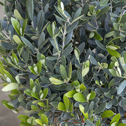 green foliage of dwarf olive