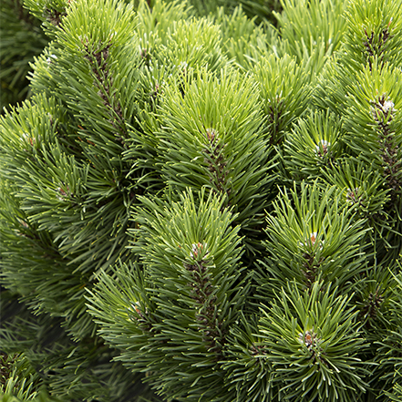 compact little rick mugo pine with green needles
