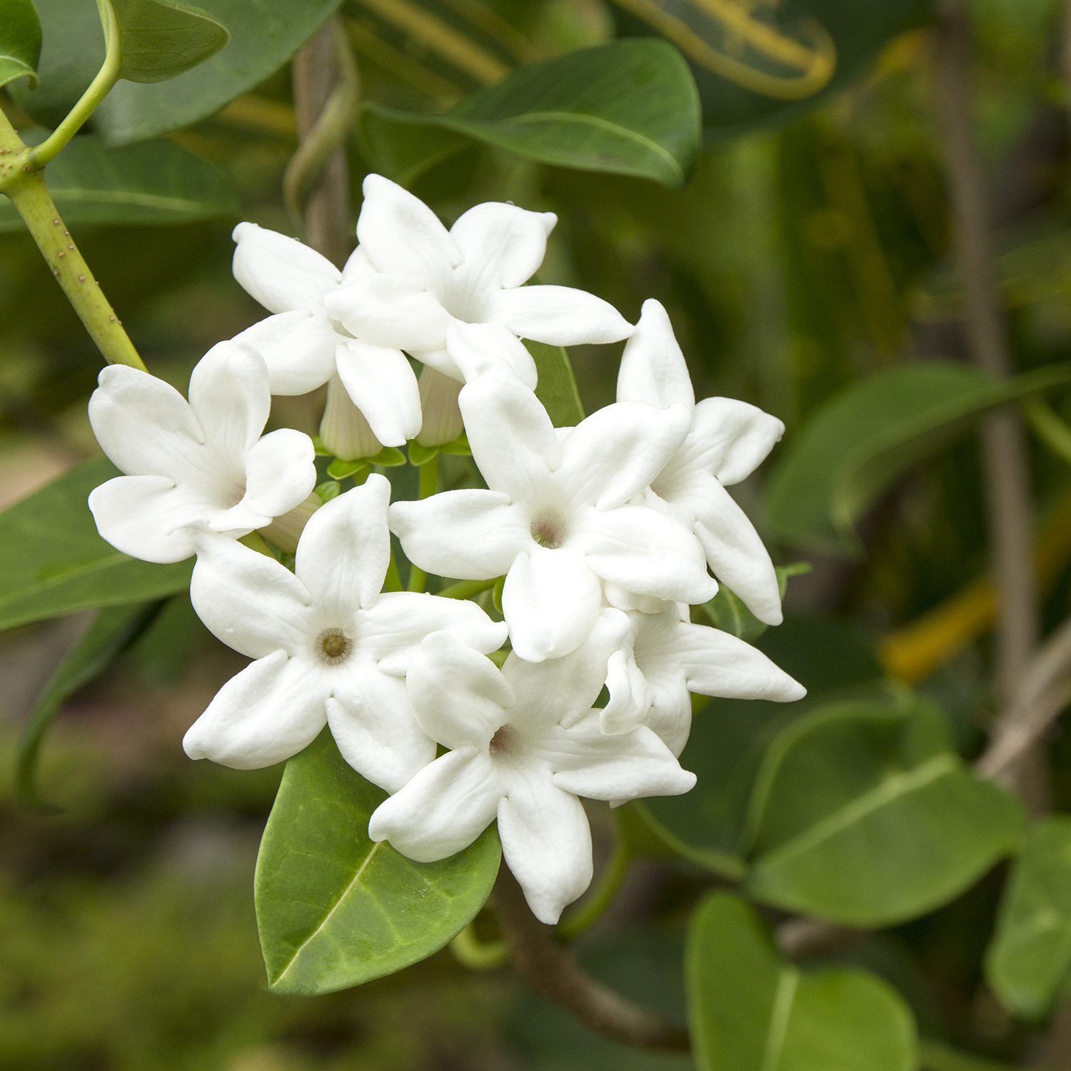 white flowers on madagascar jasmine