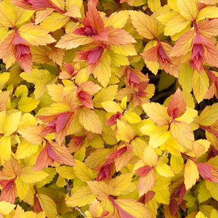 red and golden yellow fall foligae of magic carpet spirea