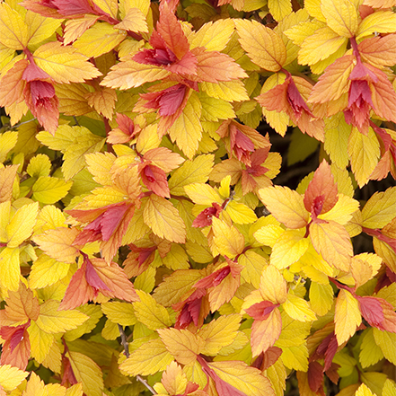 gold and red leaves of magic carpet spirea
