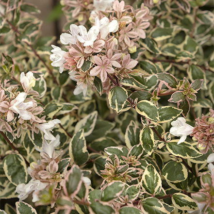 pink flowers and variegated foliage of magic daydream abelia