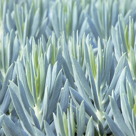 mt everest blue chalksticks