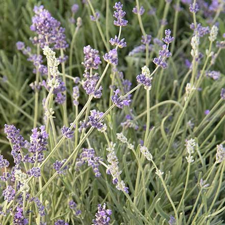 munstead lavender flowers