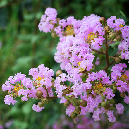 lavender-pink flowers on muskogee crape myrtle