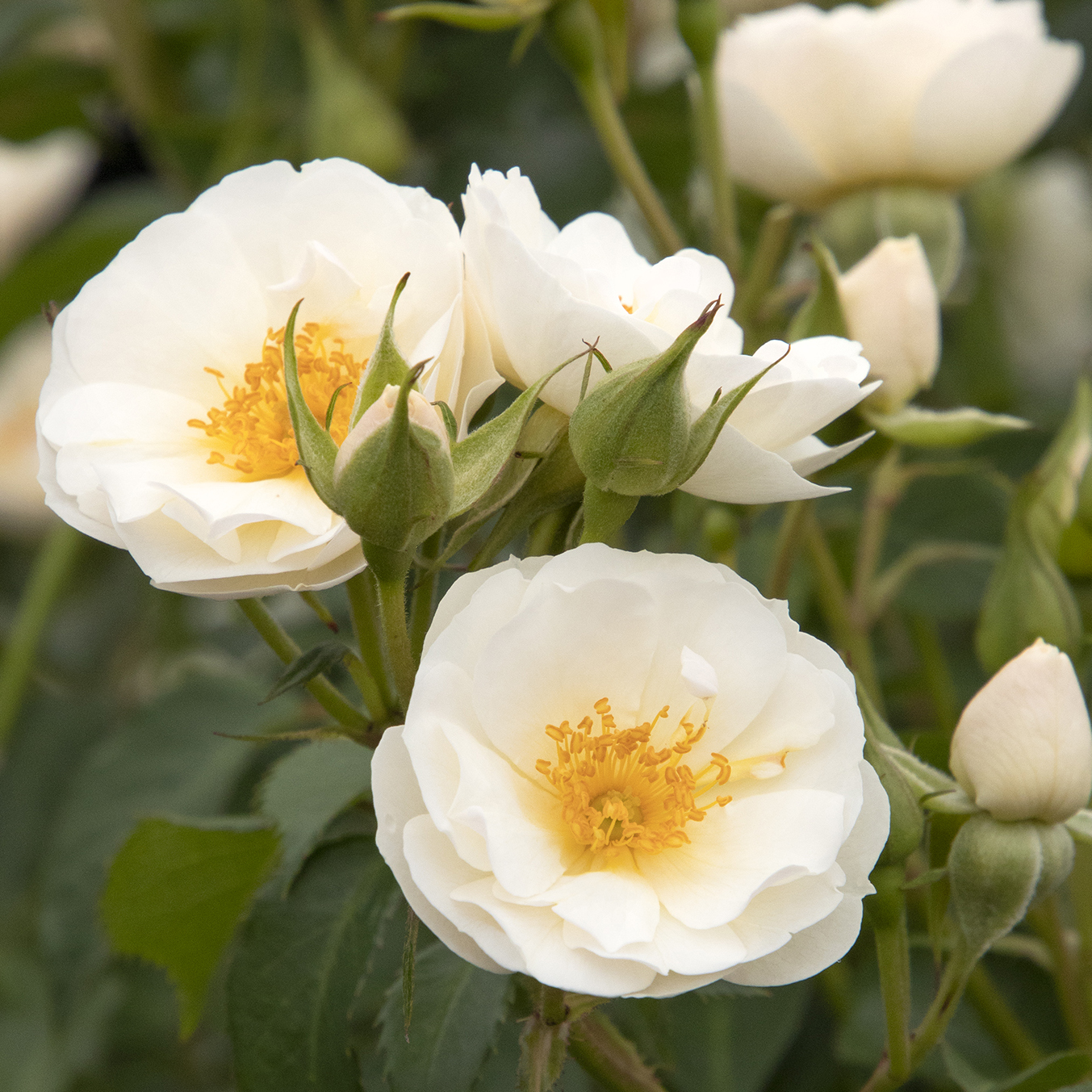 white groundcover rose flowers with yellow center and green leaves