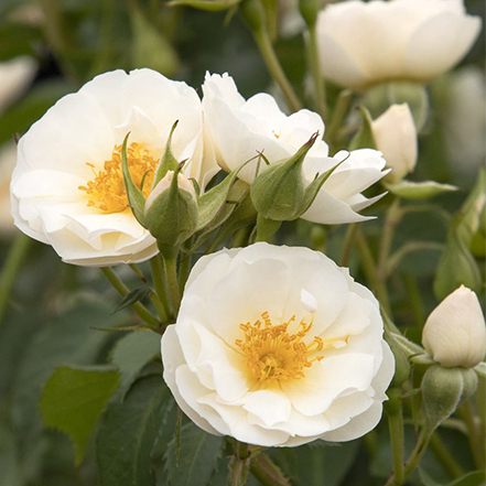 white rose flowers with yellow center and green leaves