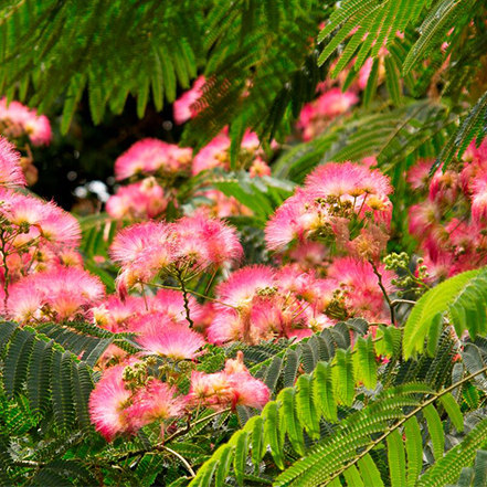 mimosa tree flowers