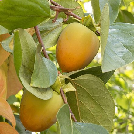 yellow persimmon fruit and green leaves