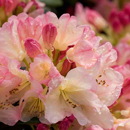 pink rhododendron flowers