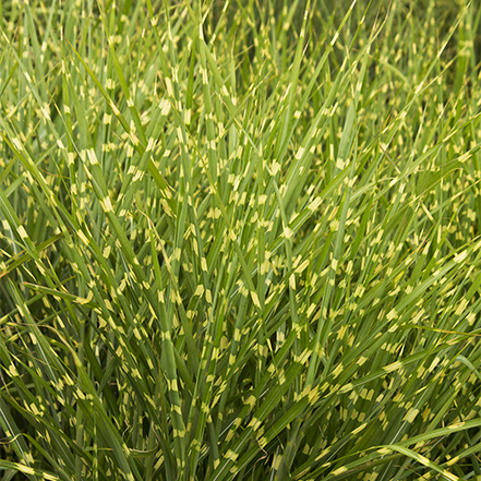 Porcupine Grass with green foliage and golden bands