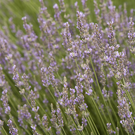 lavender flowers on green stems
