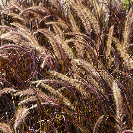 purple fountain grass with seedless plumes