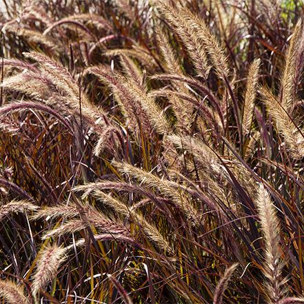 purple fountain grass with seedless plumes