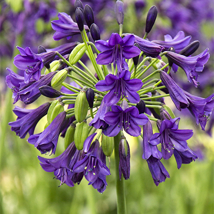 purple agapanthus flower